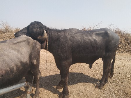 પાડા વેચવાના