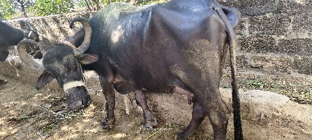 ભેંસ વેચવાની છે