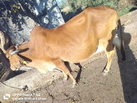 વેચવાનો