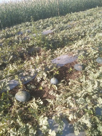 થંબનેલ 2