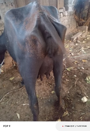 ભેંસ વેચવાની છે