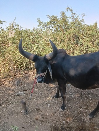 બડદવેચવાનોછે