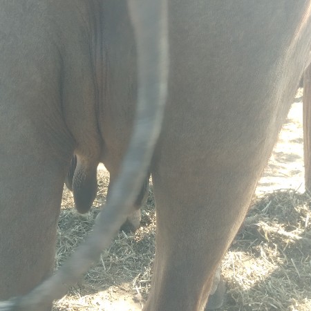 ભેસ વેચવાની છે