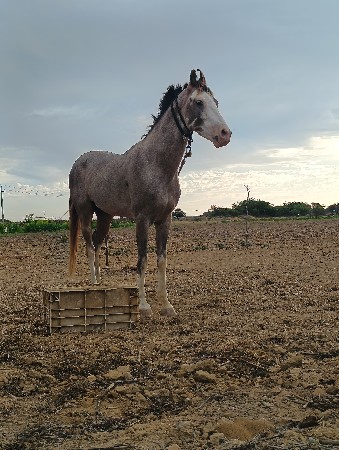 થંબનેલ 2