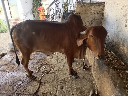 થંબનેલ 3