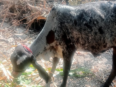 થંબનેલ 3