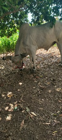 ટોટલ જવાબદારી થી દેવો