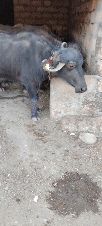 थंबनेल 2