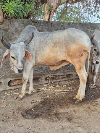 थंबनेल 3