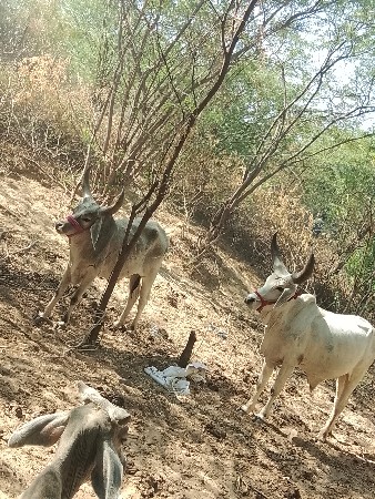 8 વાછડા ભેગા દેવાનું છે