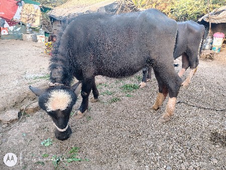 નવચંદ્રા પાડો અને પાડી