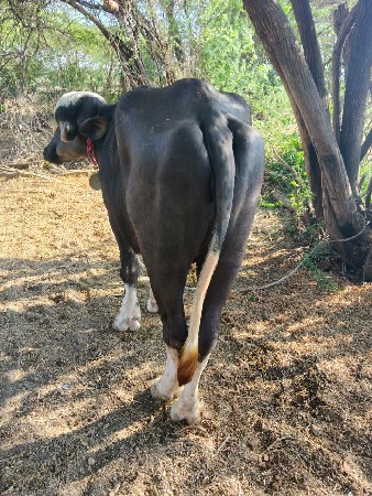 थंबनेल 3