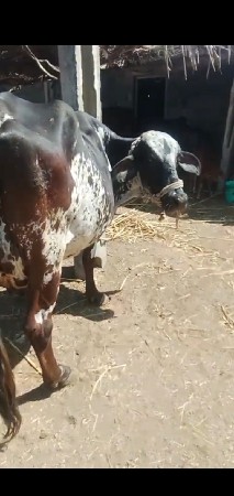 થંબનેલ 3