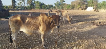 थंबनेल 2