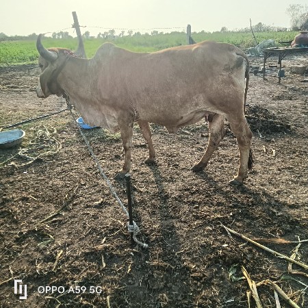 थंबनेल 3