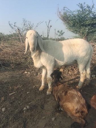 એક ઘટો વેચાવશે 40,000 રૂપિયા કિંમત
