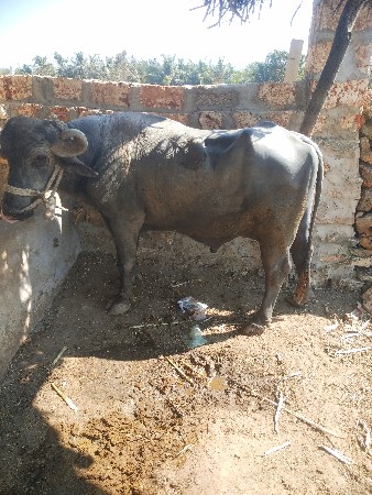 દાઉ પાડો