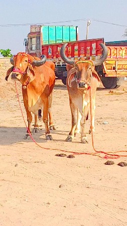 थंबनेल 3