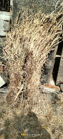 sukal niran vesvani se