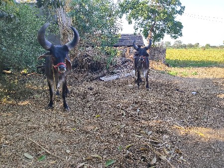 ગોઢલા વેચવાના છે