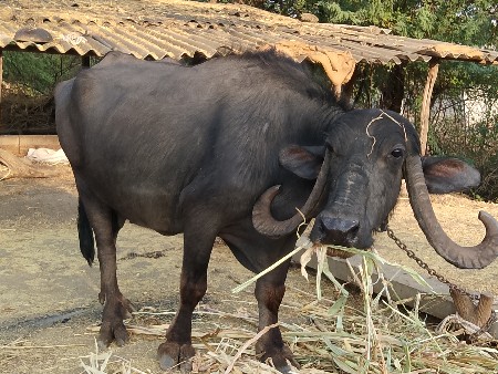 थंबनेल 4