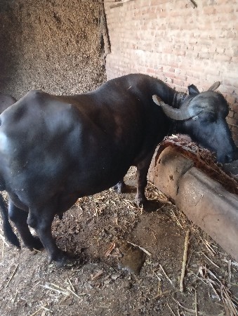 વેસવાની છે