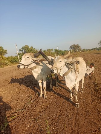 ગોડલા વેચવાના છે