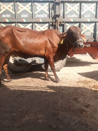 થંબનેલ 3