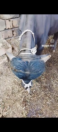 थंबनेल 2