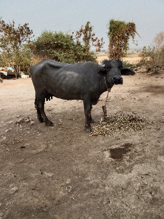 બે ભેંસો વેચવાની છે