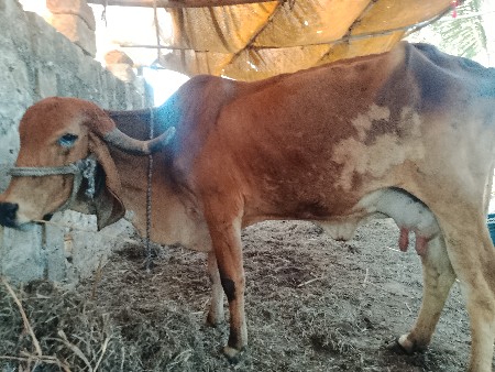 थंबनेल 2