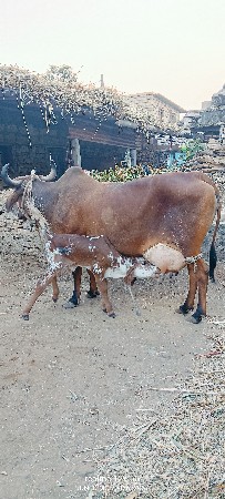 थंबनेल 3