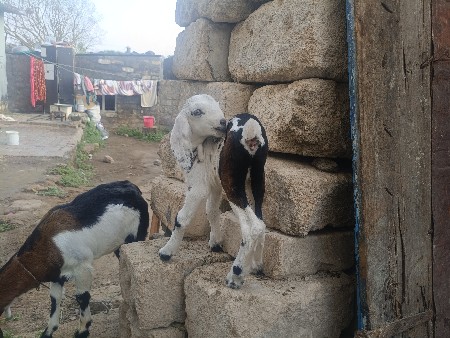 બકરી  સાથે ગીદી