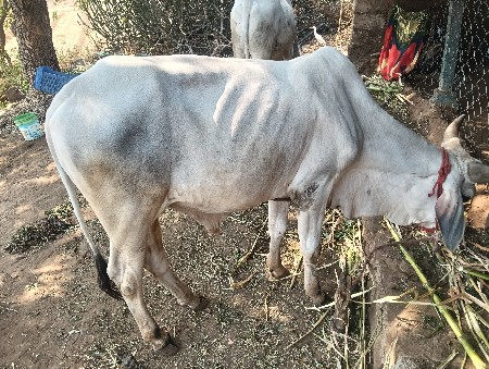 થંબનેલ 2