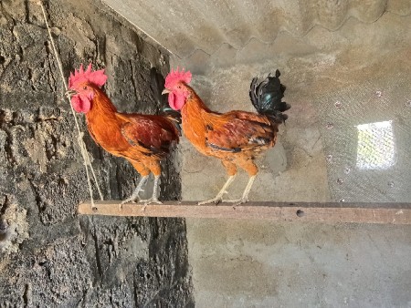 કબૂતર વેચવાના છે