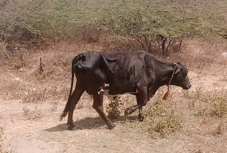 थंबनेल 2