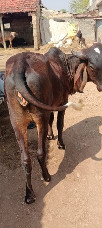 ગીર ઓડકી