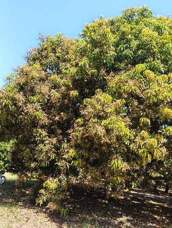 કેરી ના બગીચા નો ઈઝારો દેવાનો છે