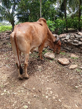 વેણાવરસેર2