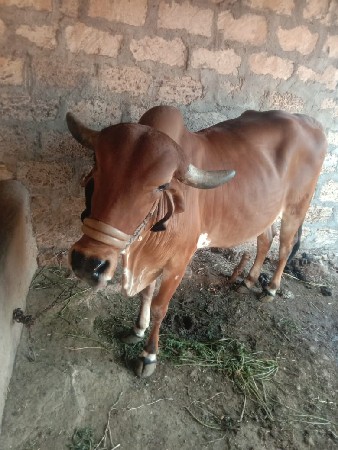 ગાય વેચવાની છે