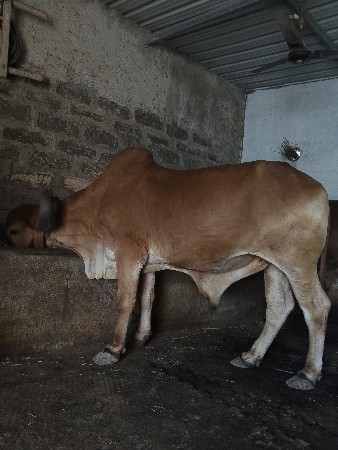 થંબનેલ 2