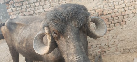 ભેંસ દૂધ માટે  કે ગાભણી