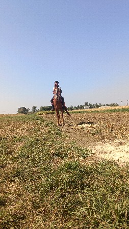 ઘોડી  વેચવાની છે