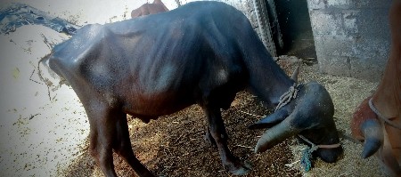 થંબનેલ 3