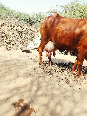 થંબનેલ 2