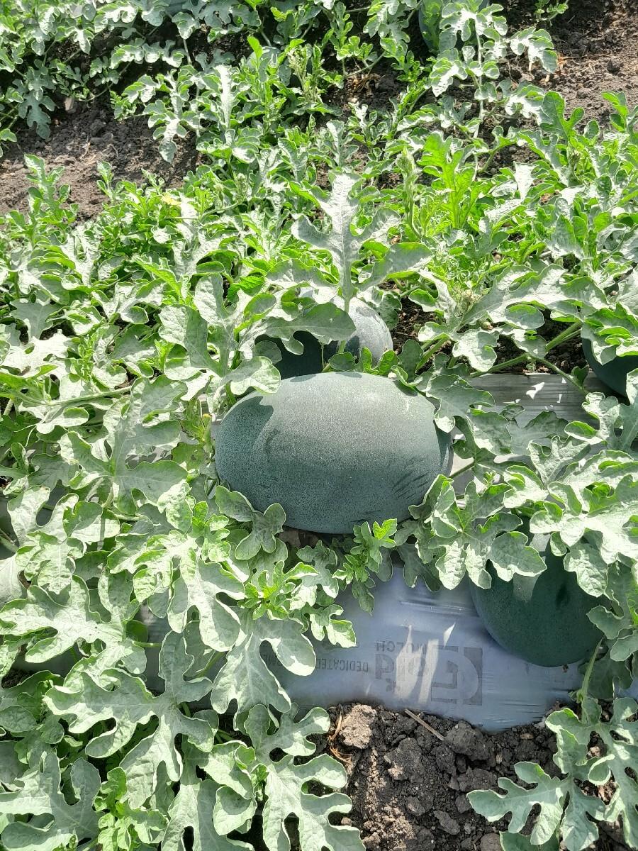 થંબનેલ 2