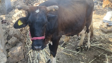 એસબ ગાય વેસવાની છે