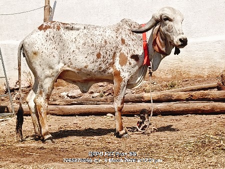 थंबनेल 4