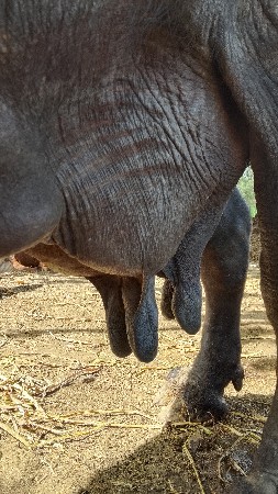 थंबनेल 3