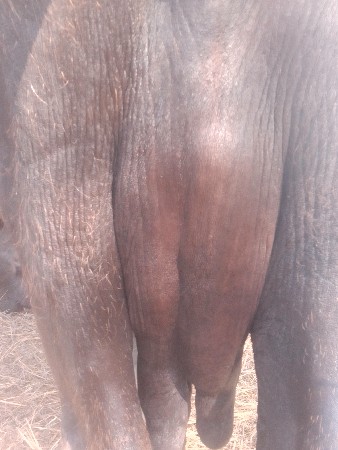 જેમલસીભાઇ